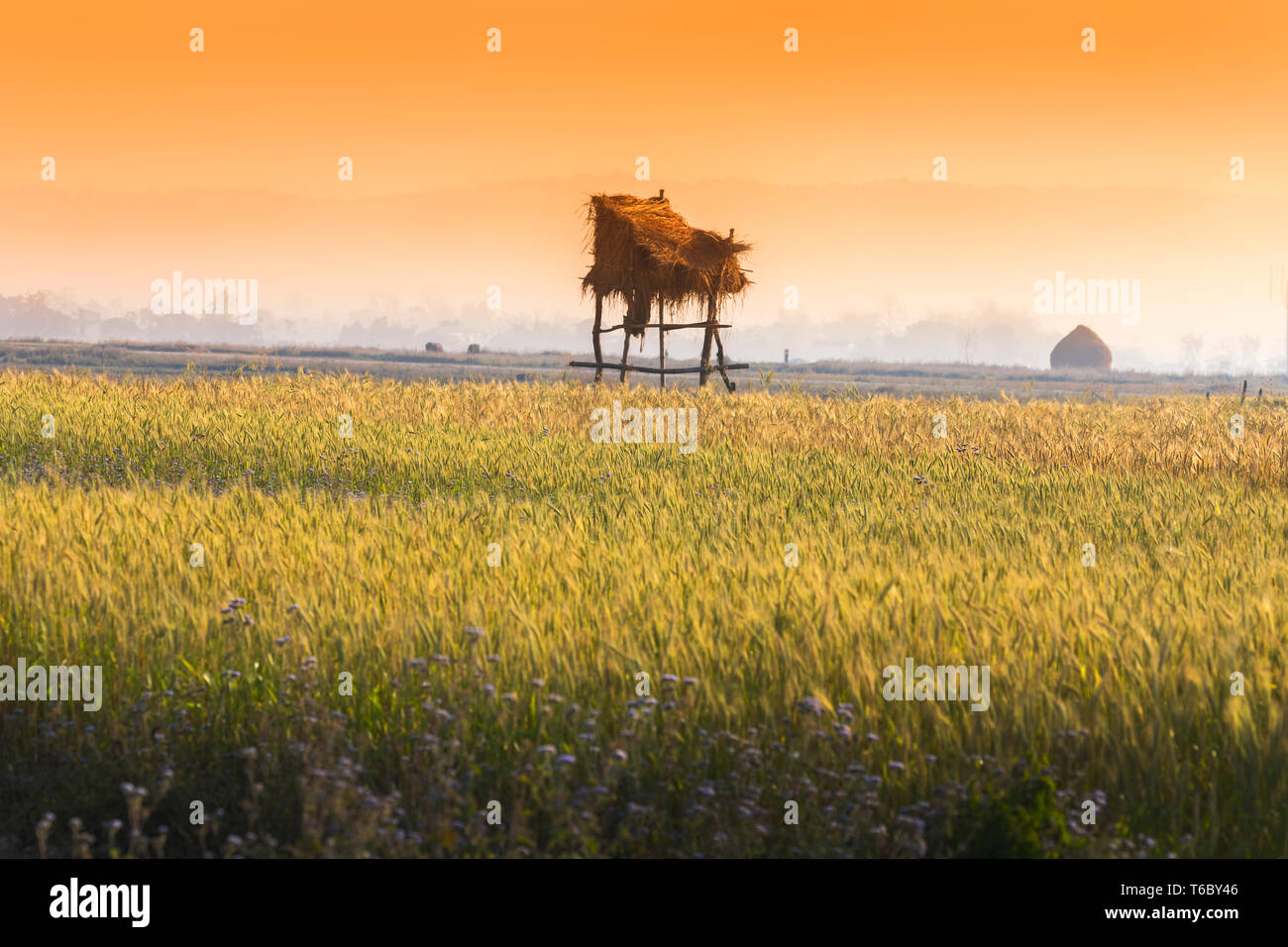 Golden Weizenfeld im Goldenen Stunde und Klein im Weizenfeld Nepal vergossen Stockfoto