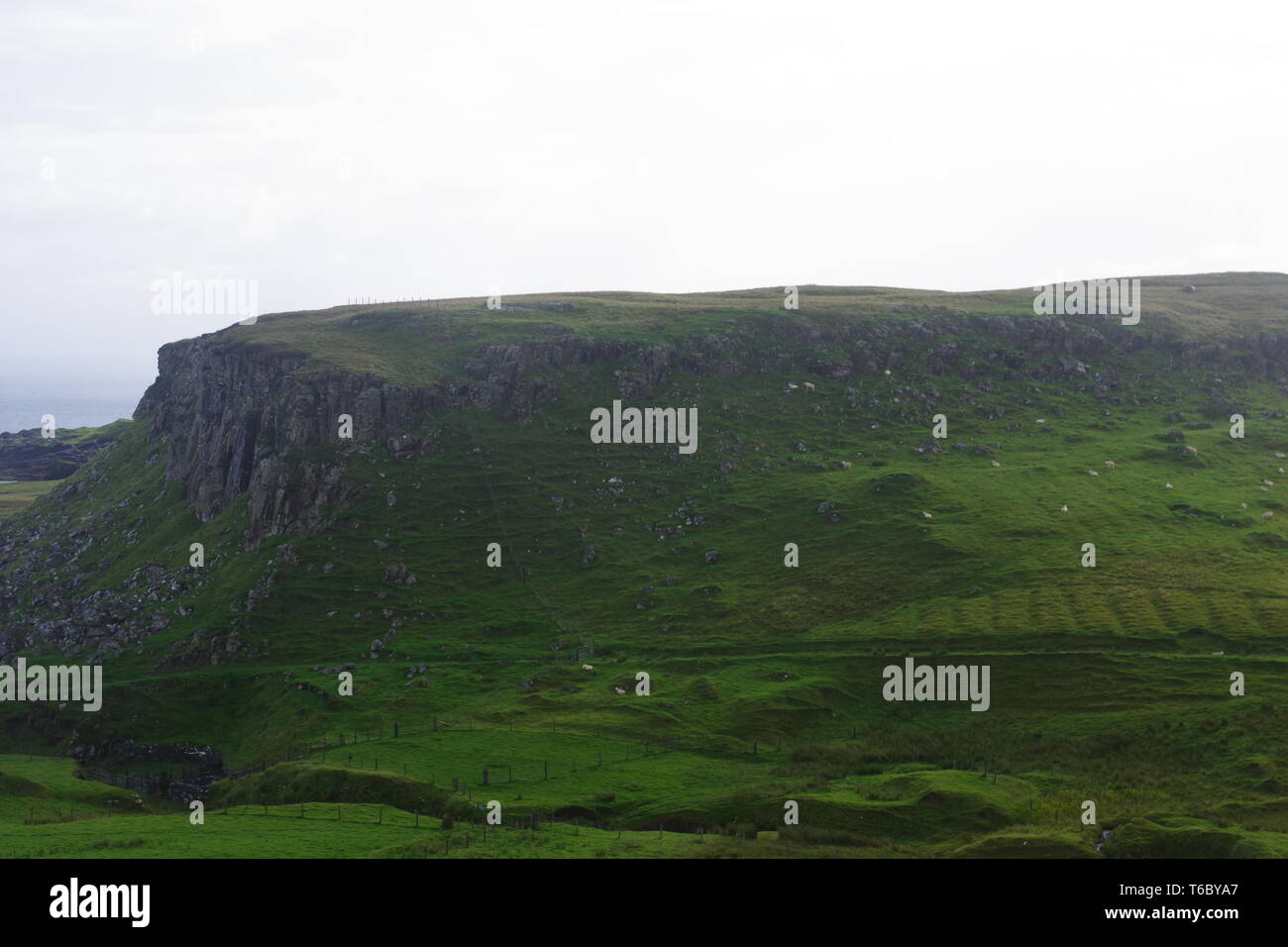 Üppig grüne Schafe auf der Weide Hügel bei Brüder Point (Rubha nam Brathairean) Isle of Skye, Schottland, Großbritannien. Stockfoto