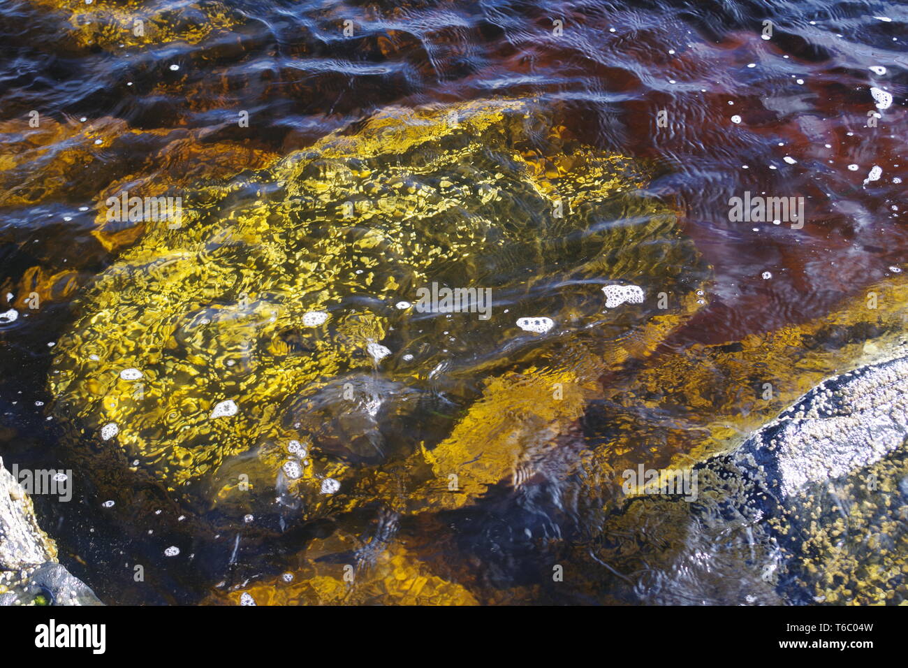 Torf Tannine im Meerwasser bei Brüder Point (Rubha nam Brathairean), Robust, Wilde unberührte Küste. Schottische Natur. Isle of Skye, Schottland, Großbritannien. Stockfoto