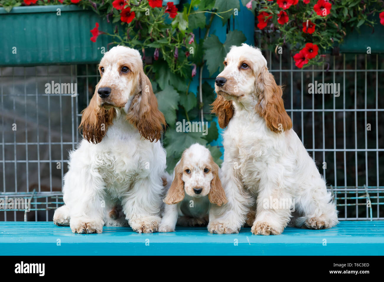Reinrassige English Cocker Spaniel mit Welpen Stockfoto