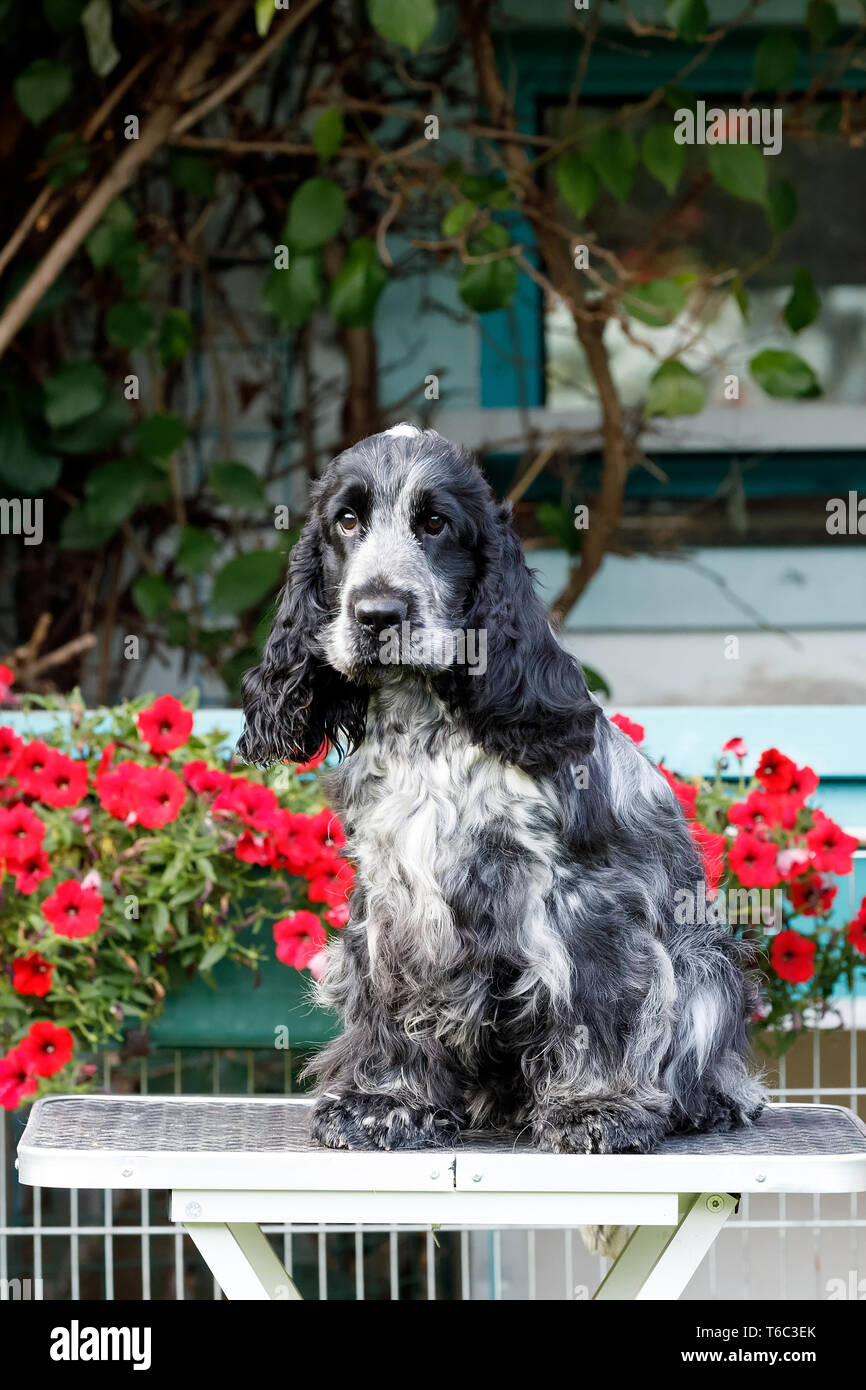 Portrait von Sitzen English Cocker Spaniel Stockfoto