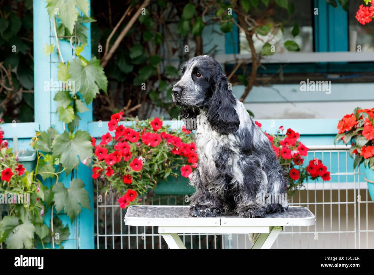 Portrait von Sitzen English Cocker Spaniel Stockfoto