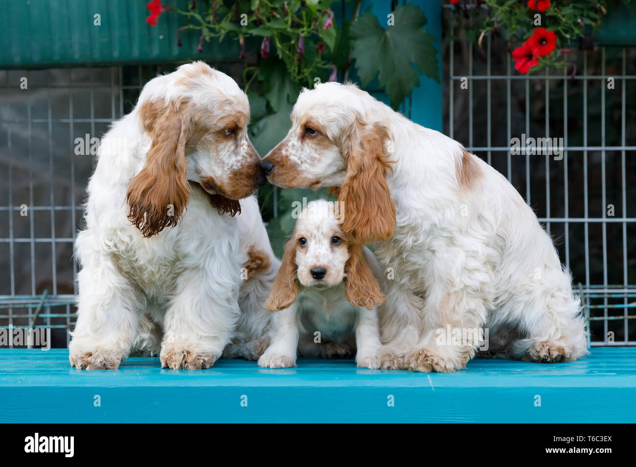 Reinrassige English Cocker Spaniel mit Welpen Stockfoto