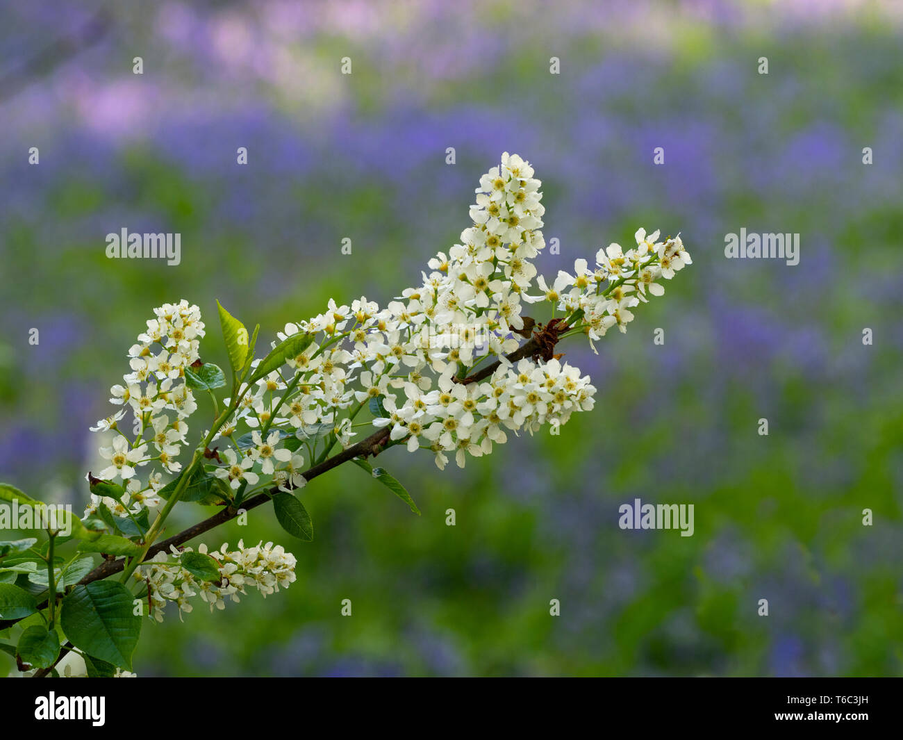 Vogel Kirsche Prunus padus Hackberry, hagberry oder Mayday Baum Stockfoto