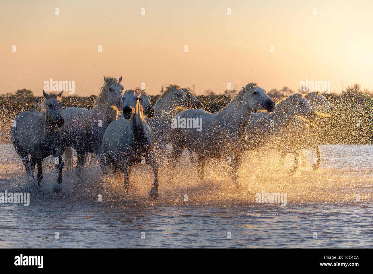 Weiß wilde Pferde der Camargue, die auf Wasser, Aigues Mortes, Südfrankreich. Stockfoto