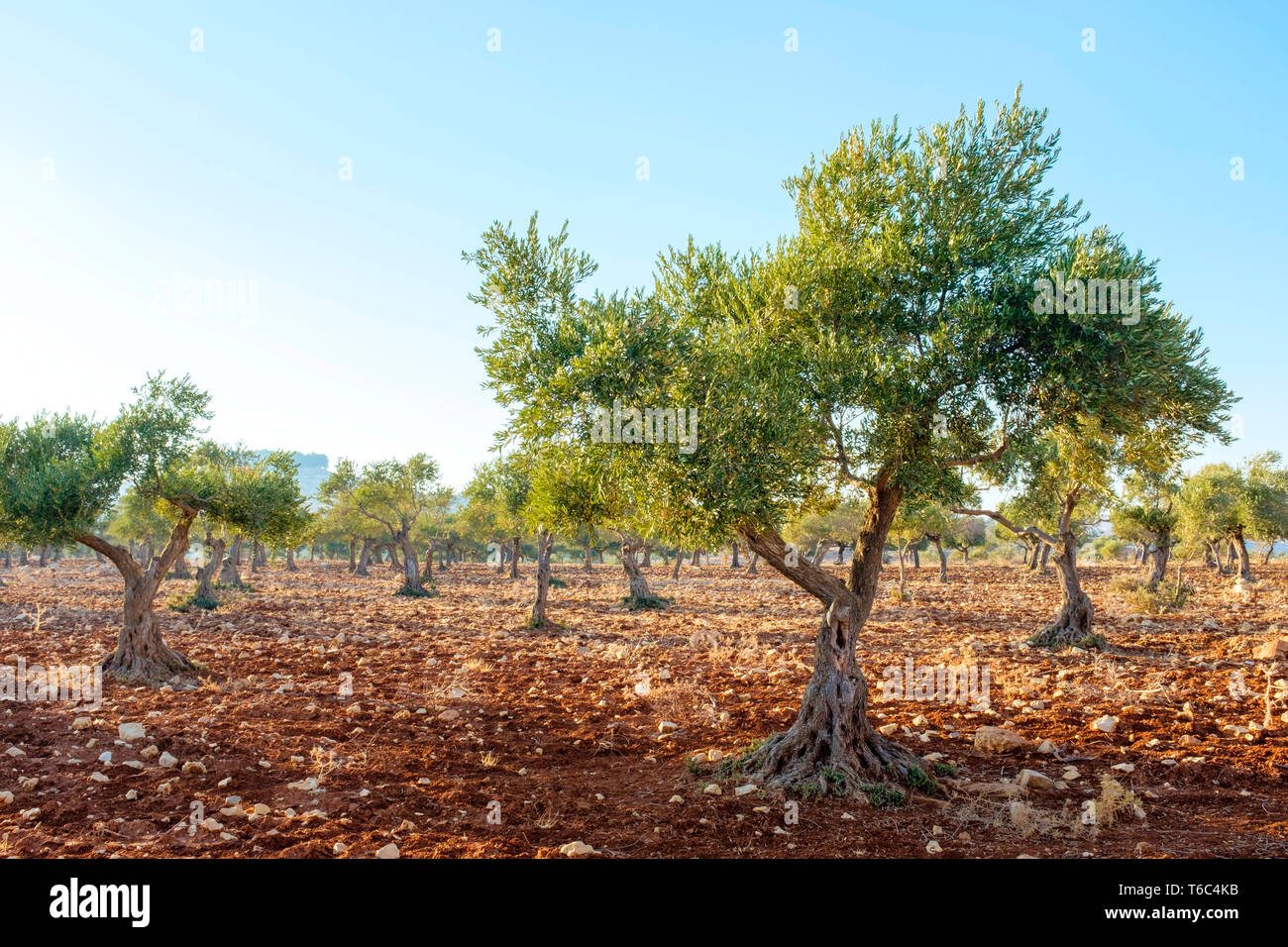 Palästina, West Bank, Ramallah und al-Bireh, Taybeh Dorf. Palestanian Olivenbäumen in einem Olivenhain in der Nähe von Taybeh. Stockfoto