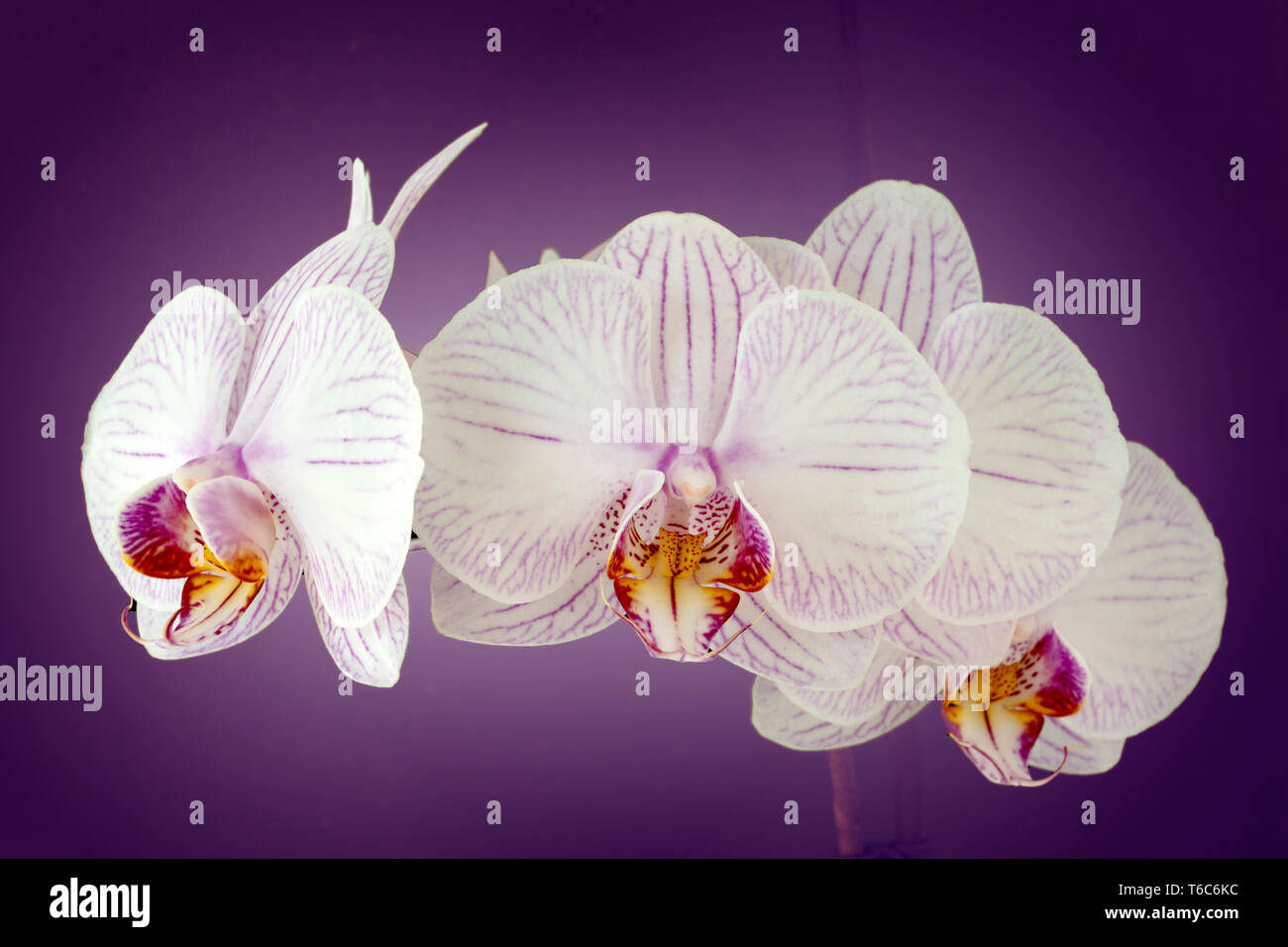 In enger auf violette Hintergrund Orchid Stockfoto
