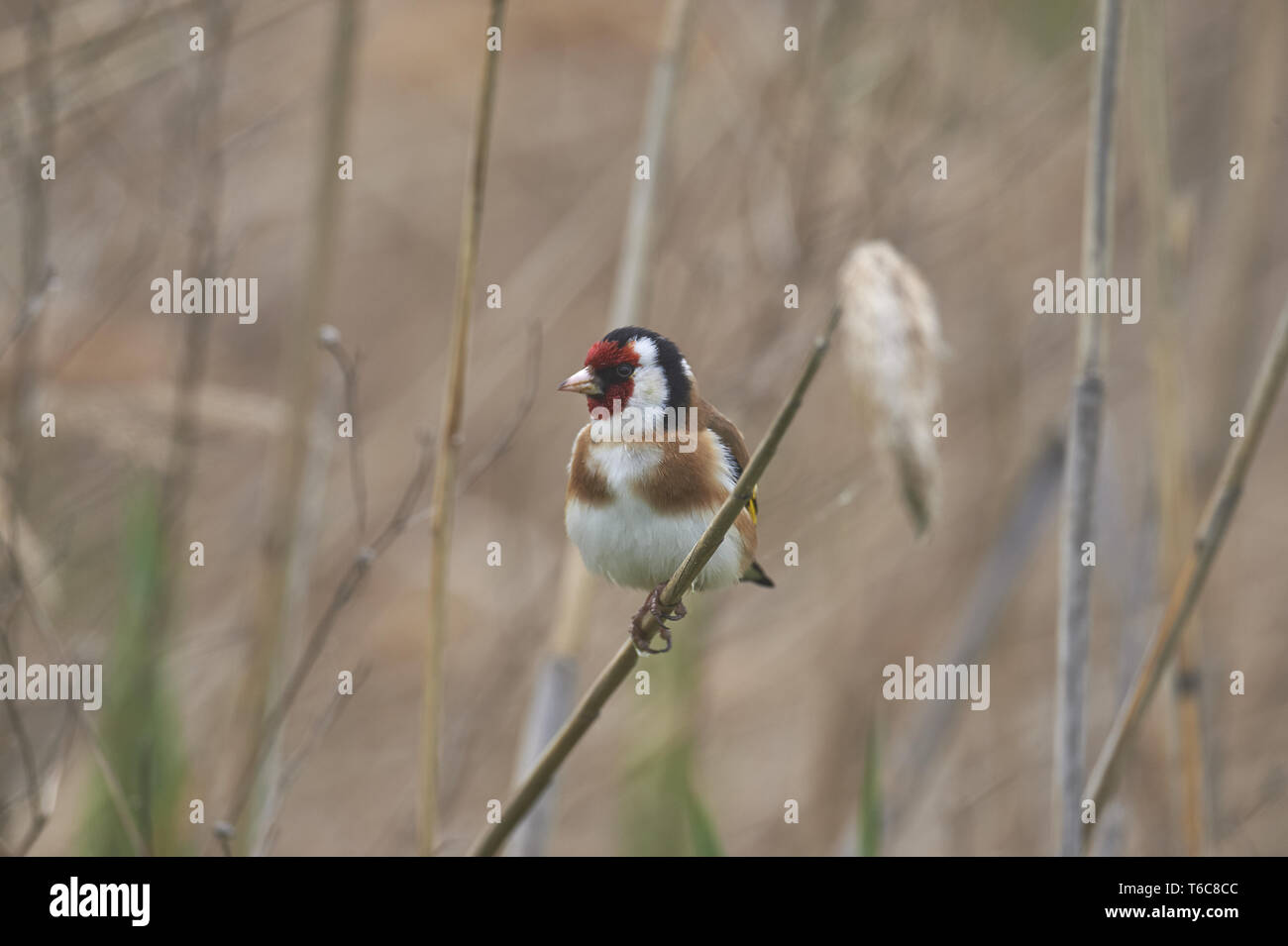 Europäische Stieglitz, Carduelis carduelis Stockfoto