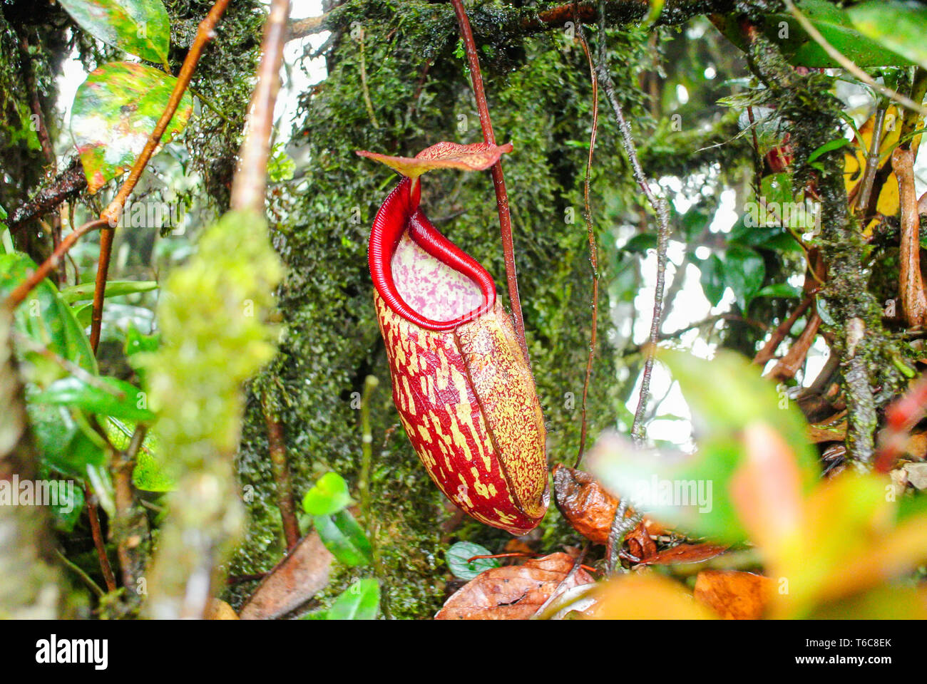 Wild Nepenthes, tropischen Schlauchpflanzen, Red monkey Cups. Exotische Pflanzen Stockfoto