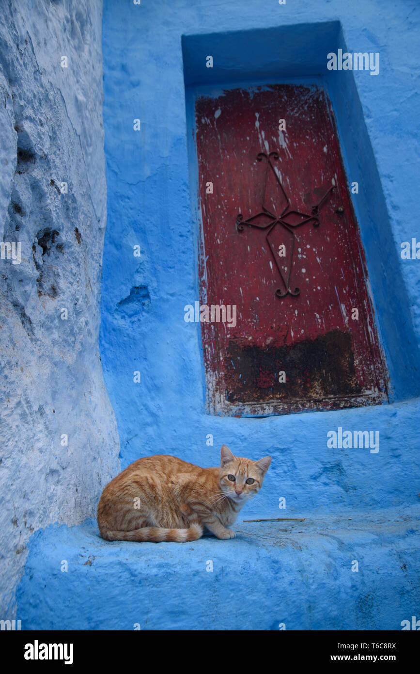 Katze in Chefchaouen, die blaue Stadt in Marokko. Stockfoto
