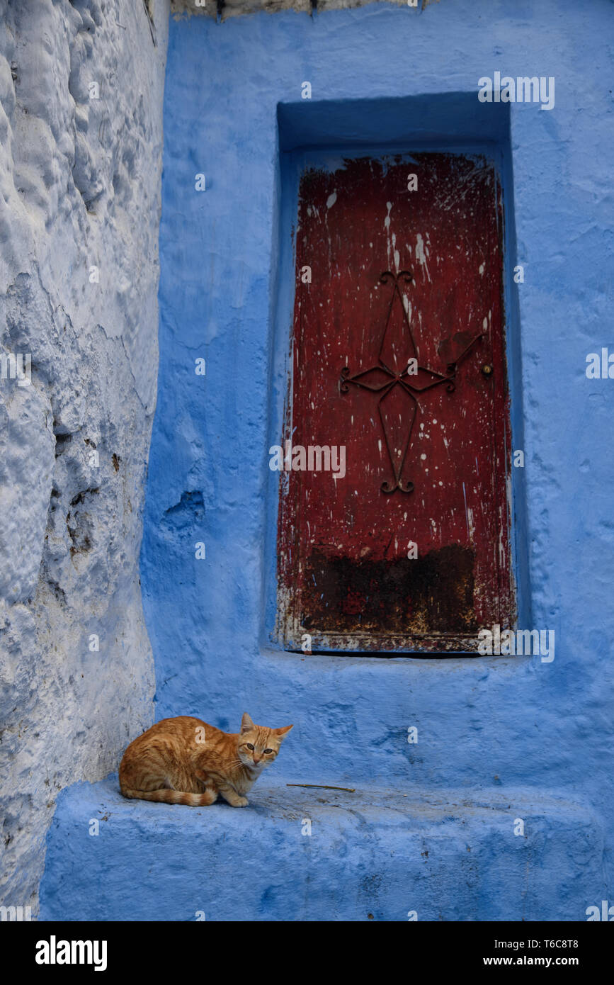 Katze in Chefchaouen, die blaue Stadt in Marokko. Stockfoto