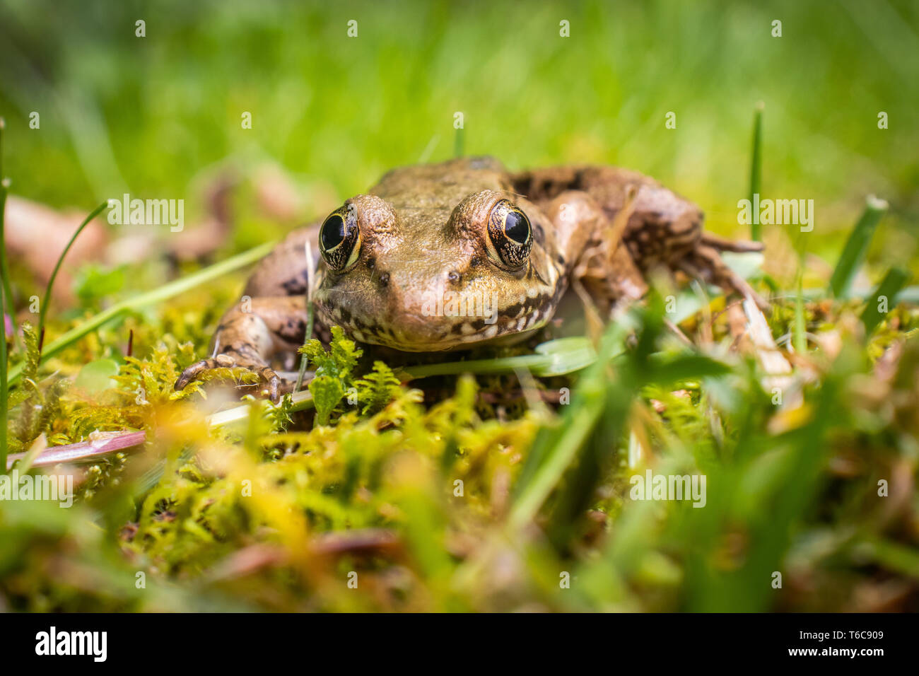 Ein Frosch auf dem Boden liegt. Stockfoto