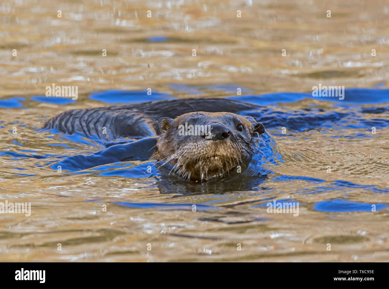 North American River Fischotter (Lontra canadensis). Acadia National Park, Maine, USA. Otter Schwimmen bei Sonnenaufgang. Stockfoto