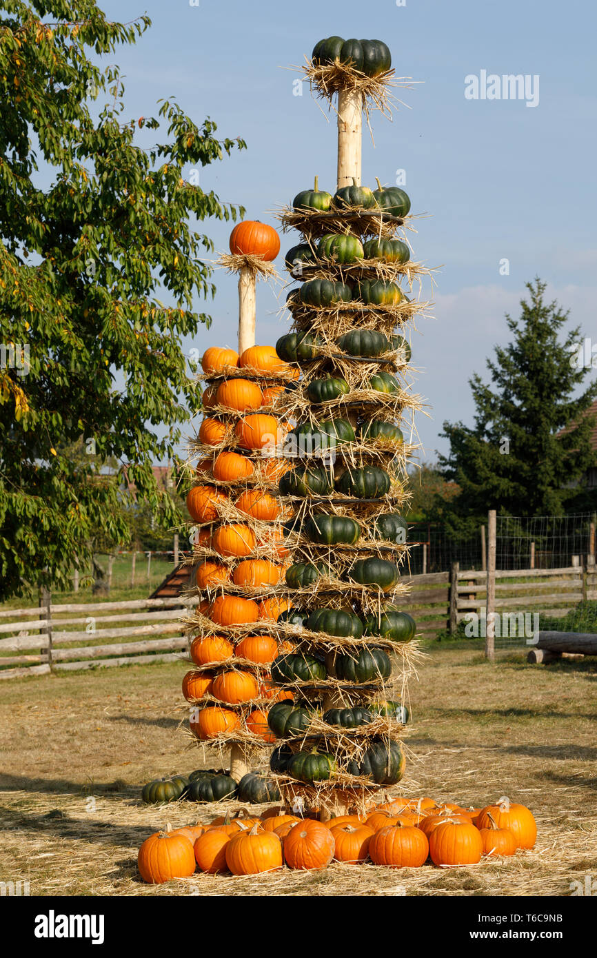 Reif im Herbst Kürbisse auf totem in Hof angeordnet Stockfoto