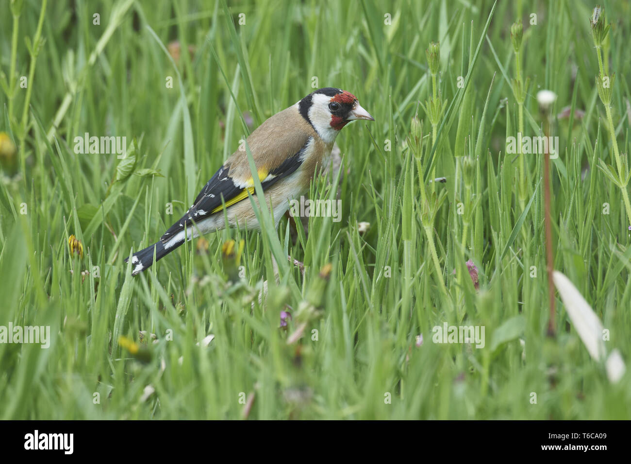 Europäische Stieglitz, Carduelis carduelis Stockfoto
