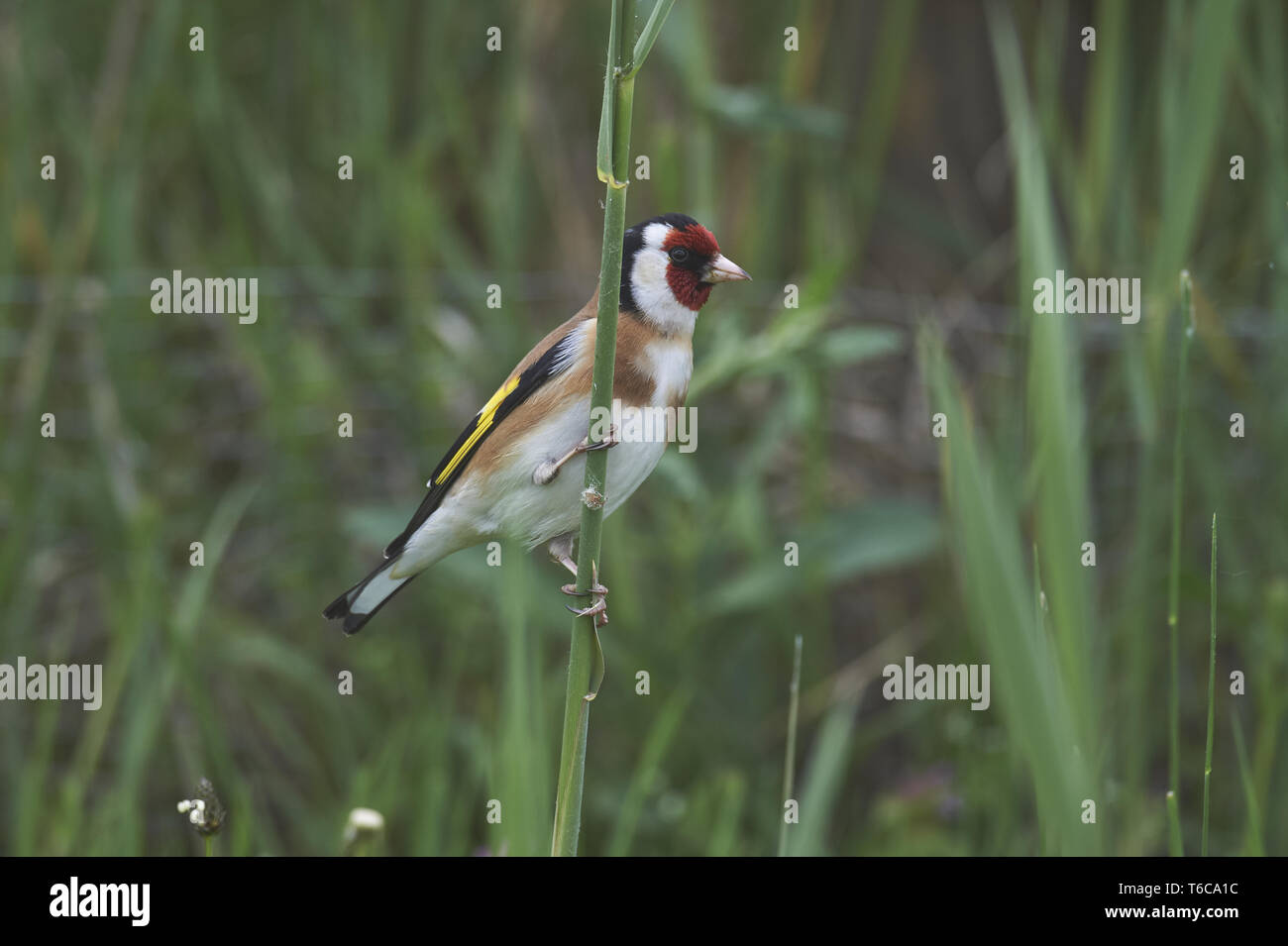 Europäische Stieglitz, Carduelis carduelis Stockfoto
