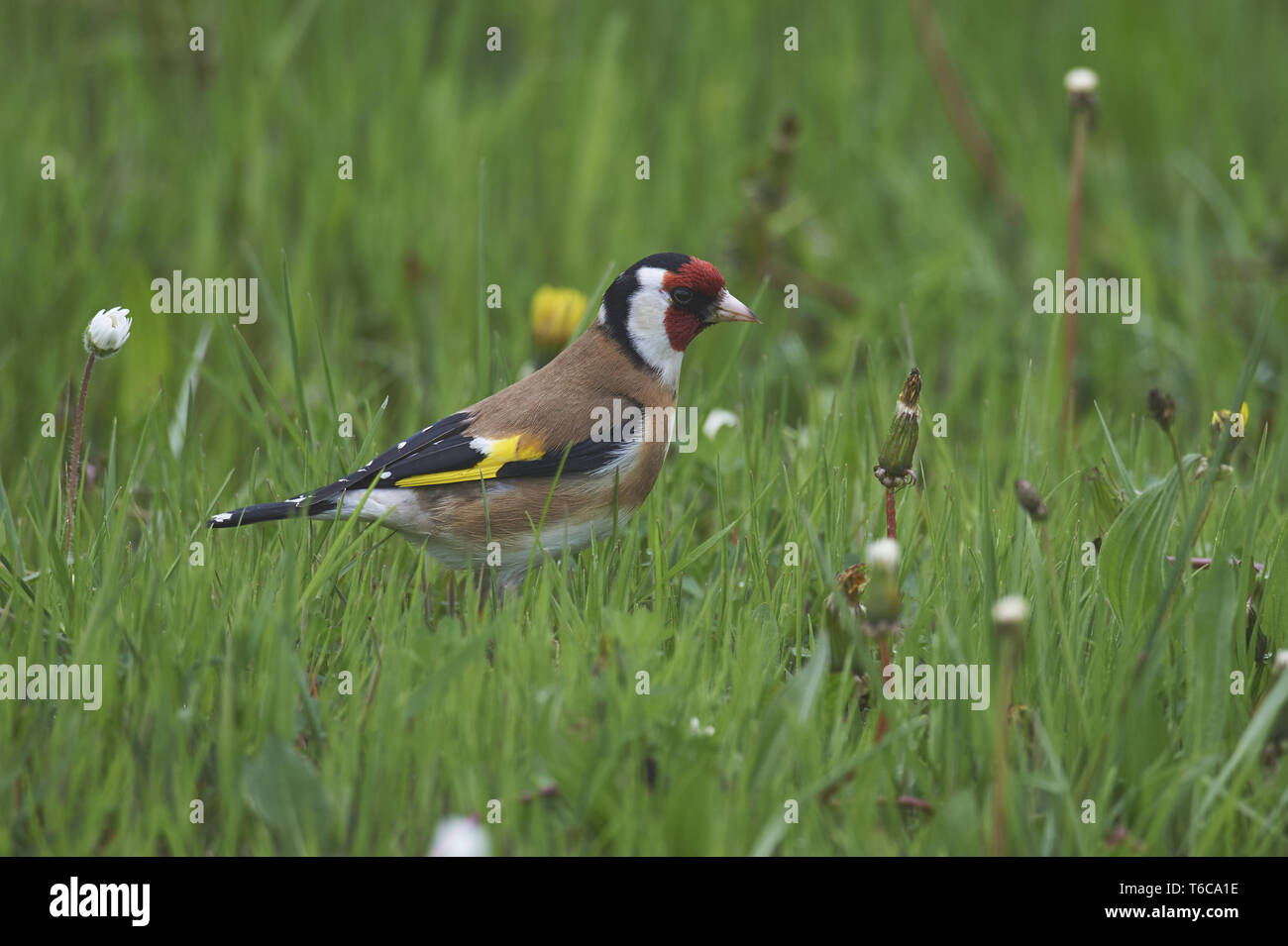Europäische Stieglitz, Carduelis carduelis Stockfoto