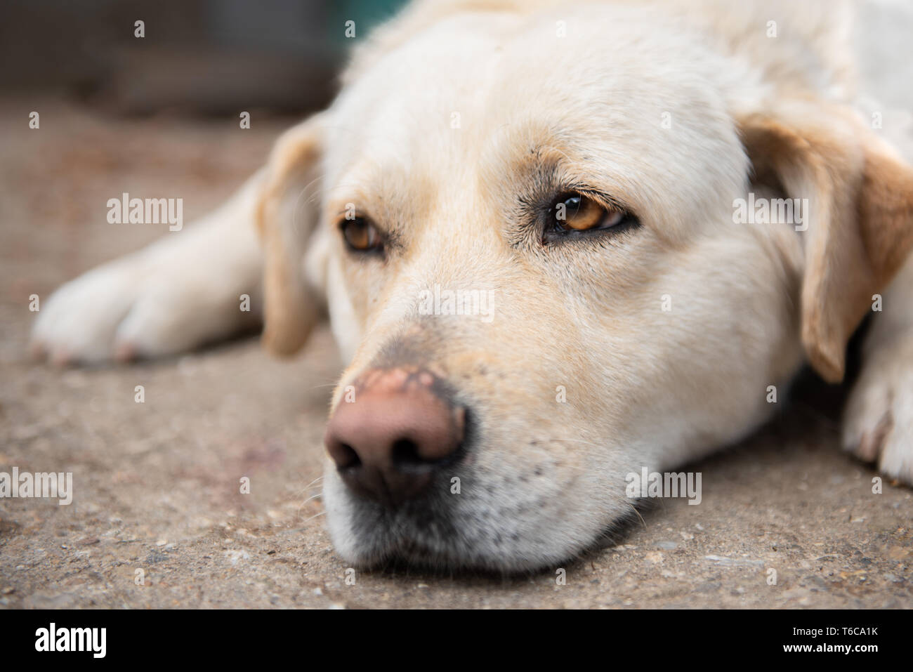 Müde, schläfrig, weißen Hund mit braunen Augen Stockfoto