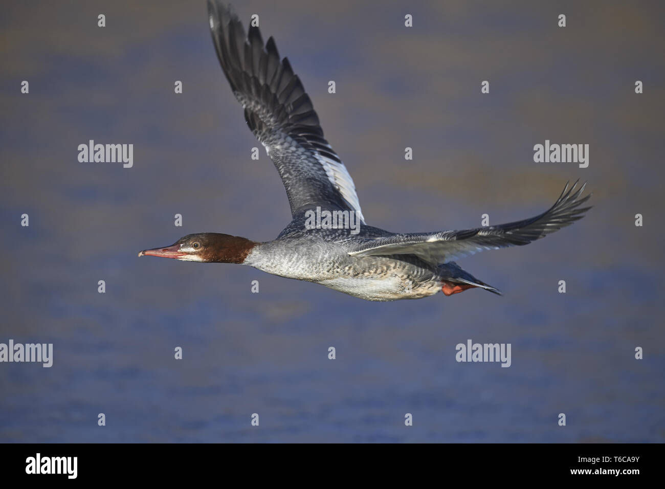Gänsesäger, Mergus merganse Stockfoto