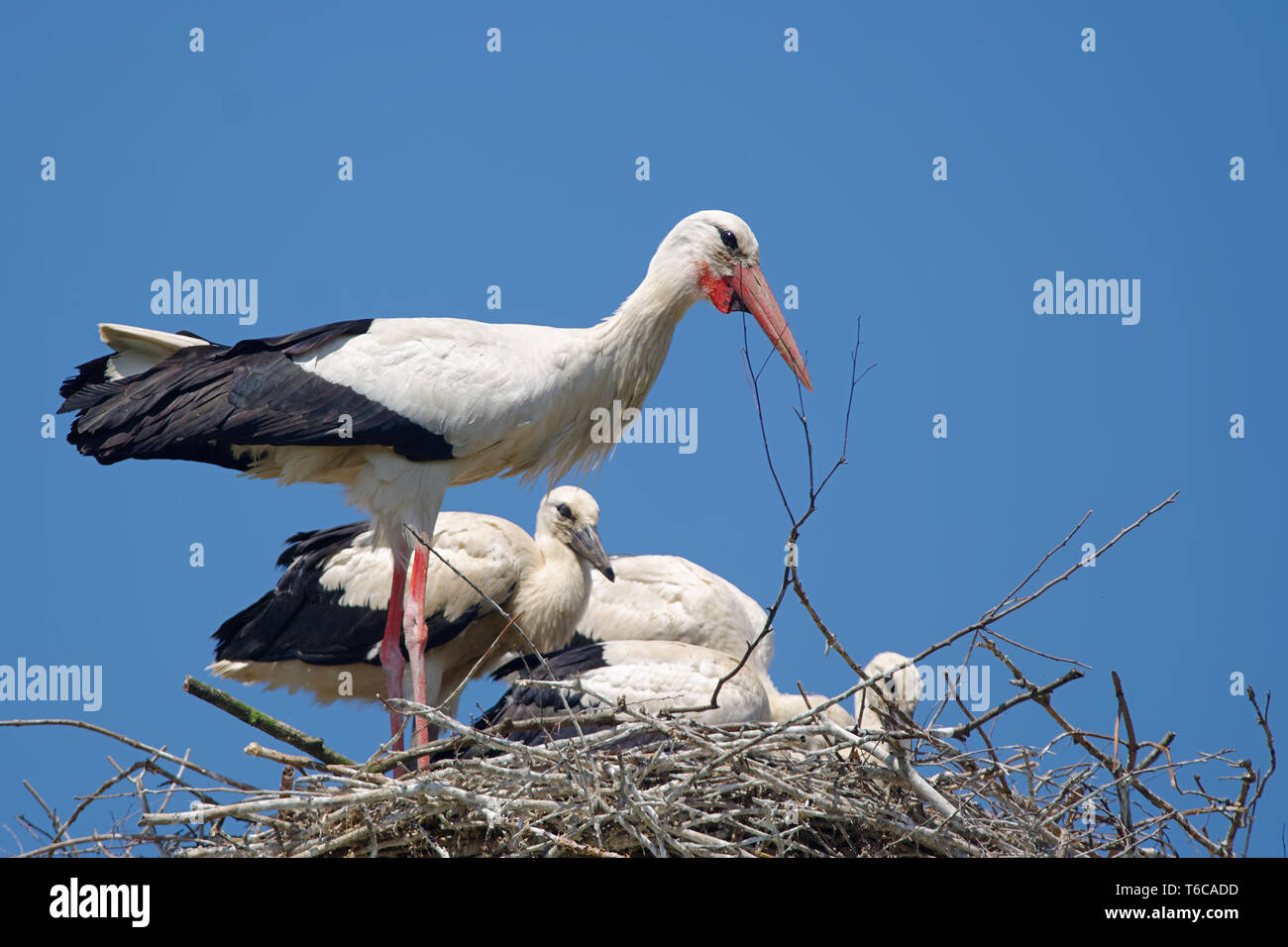 Weißstorch-Familie Stockfoto