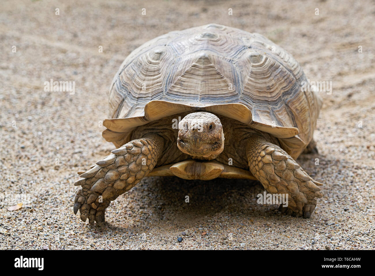Angespornt Schildkröte im Sand Stockfoto
