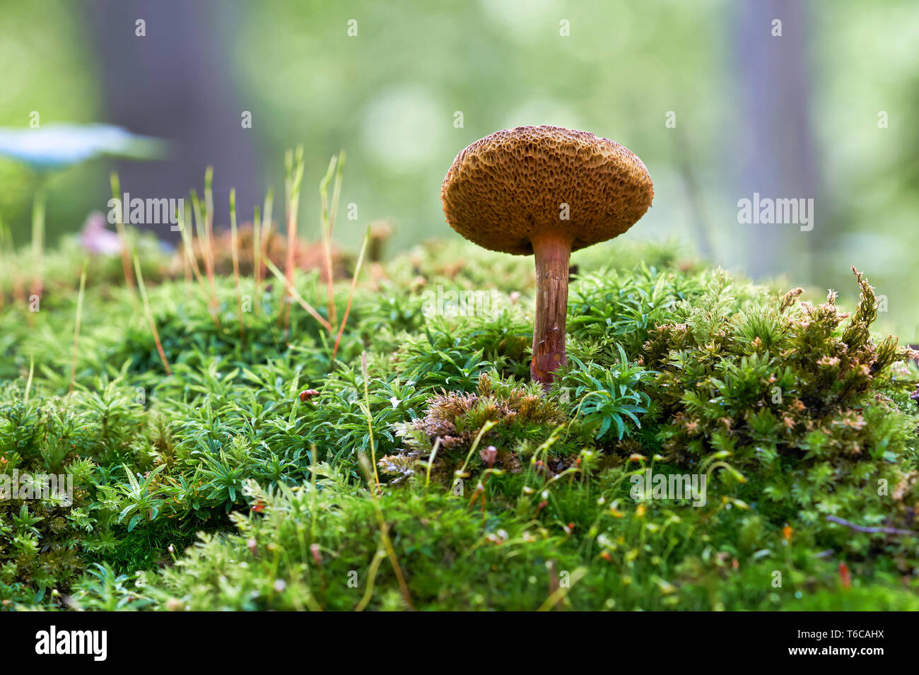 Pilz auf dem Waldboden im Herbst Stockfoto