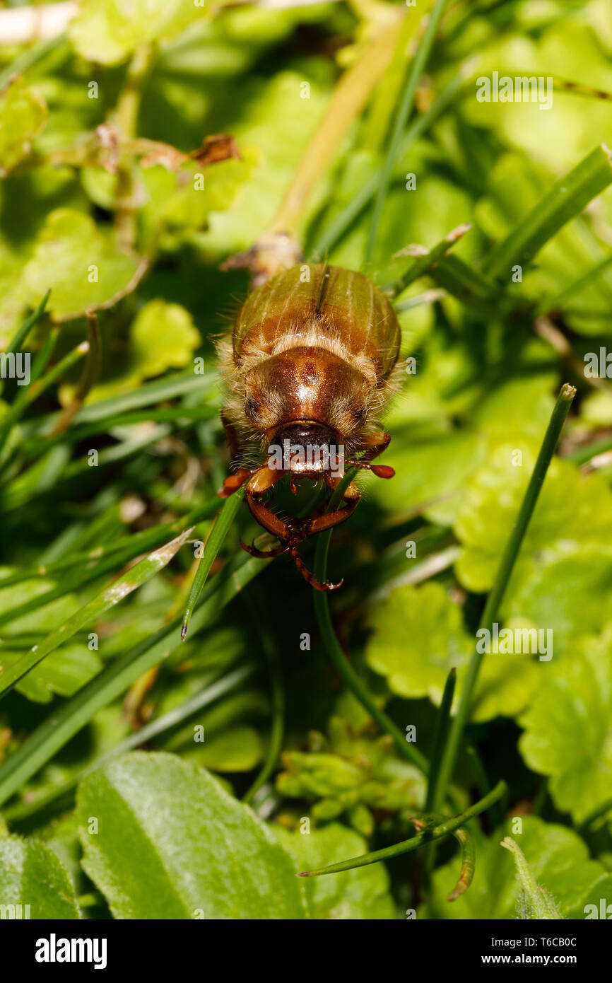 Gemeinsame Maikäfer (Melolontha melolontha) Stockfoto