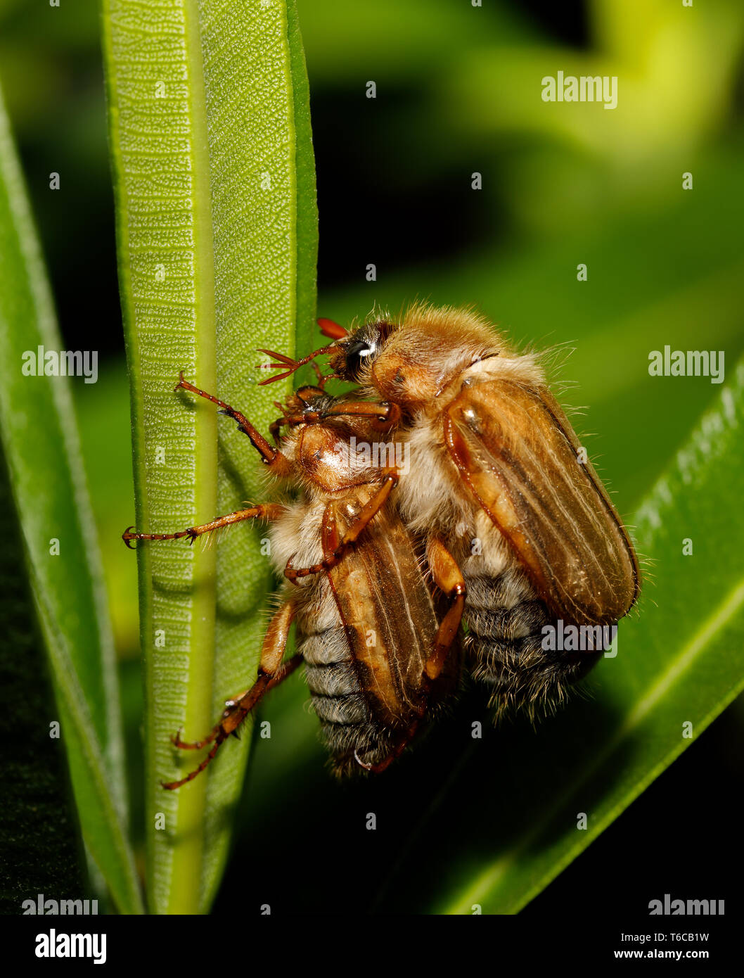 Gemeinsame Maikäfer (Melolontha melolontha) Stockfoto