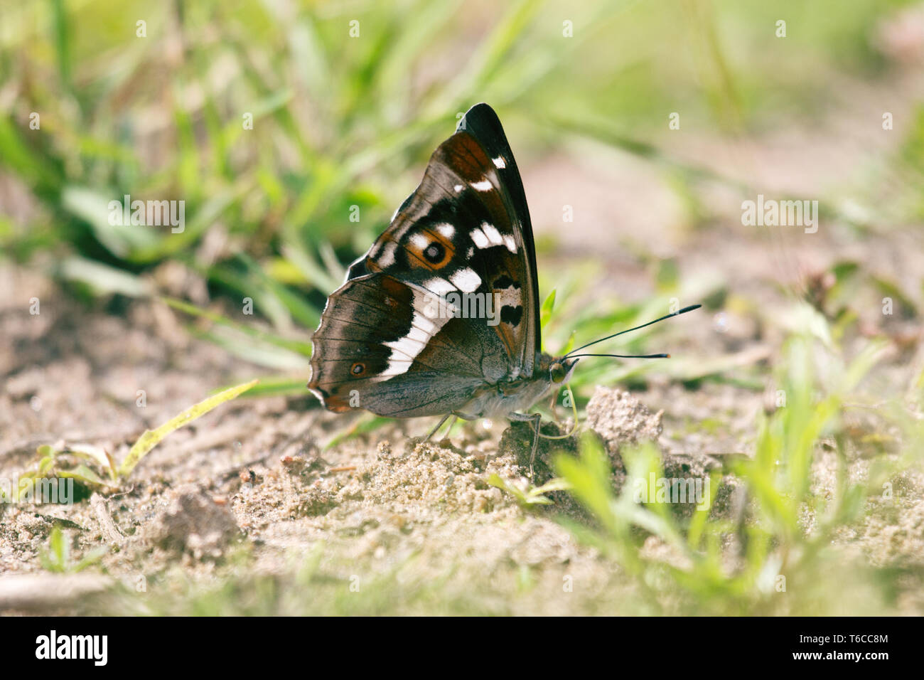 Lila Kaiser (Colias Iris) Getränke Wasser (saugt Feuchtigkeit) auf nassen Böden an der Küste. Die Farbe der Schmetterling Schimmert je nach Aufnahmewinkel, Stockfoto