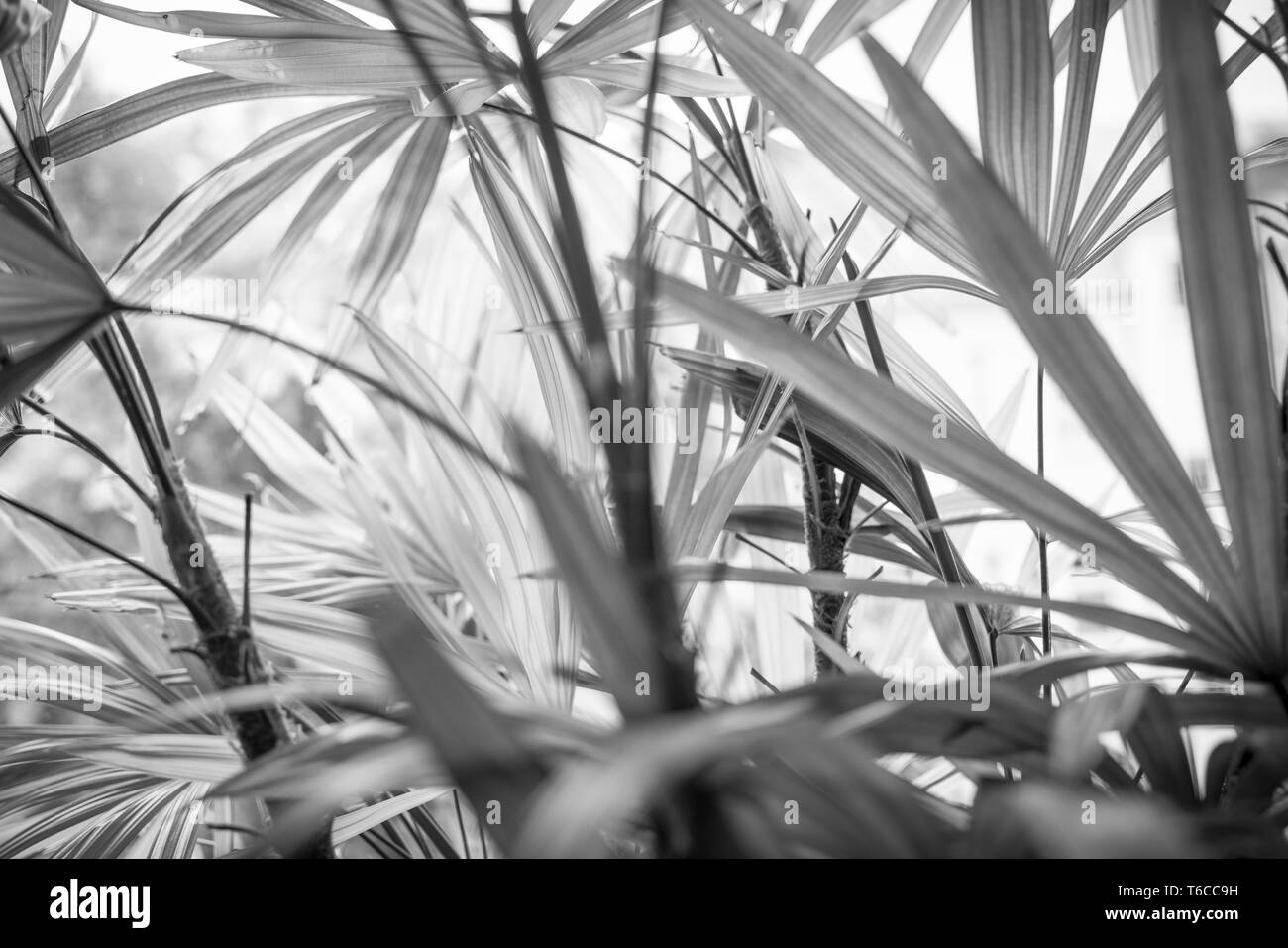 Nahaufnahme der ein Hallenbad in Palm Tree Stockfoto