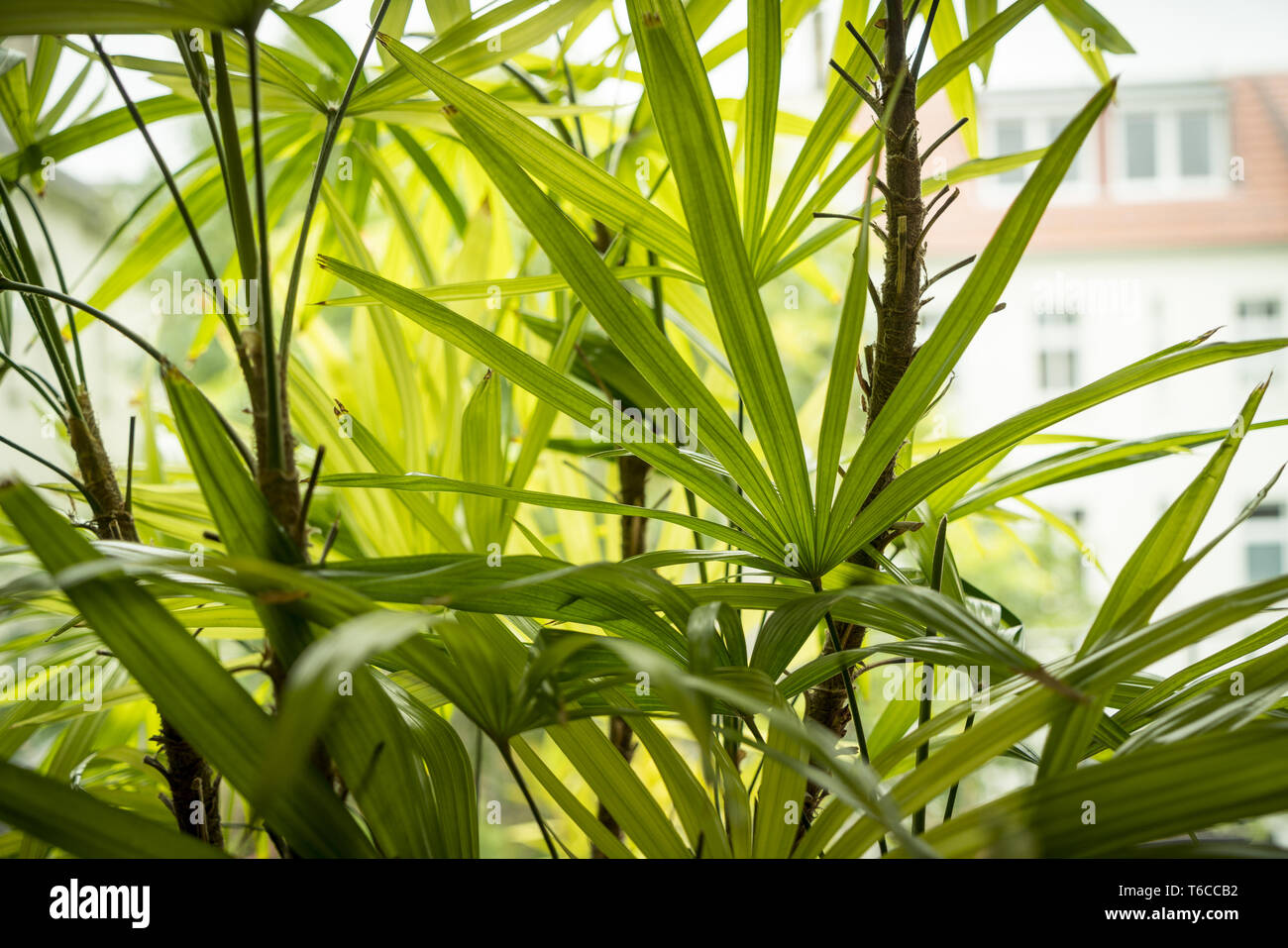 Nahaufnahme der ein Hallenbad in Palm Tree Stockfoto
