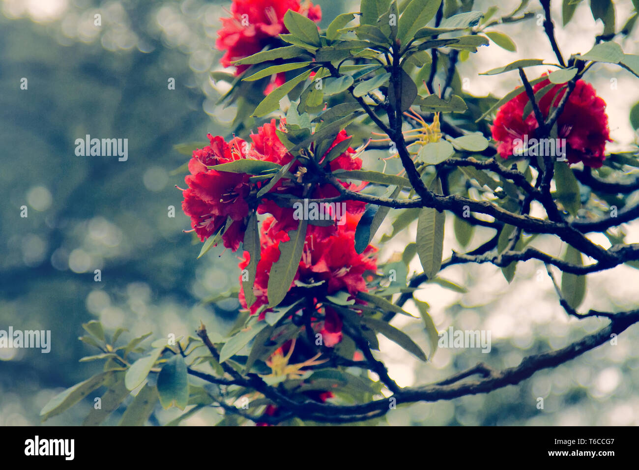 Blühende Büsche, rote Blüten und Blätter Leuchten in schrägen Strahlen der Sonne - Baum Rhododendron (Rhododendron arboreum). Frühling im Himalaya. Kullu Stockfoto