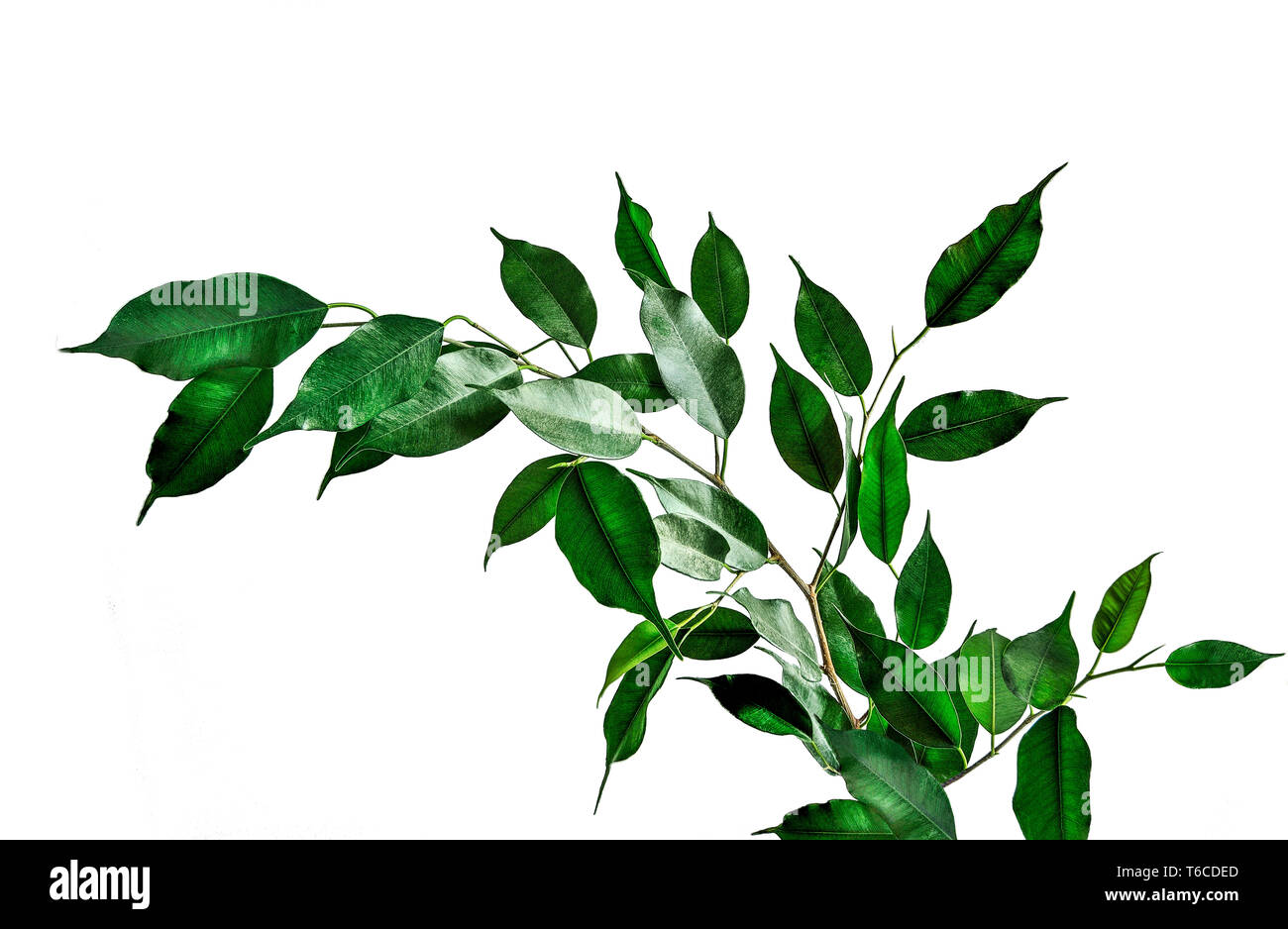 Twig von Ficus benjamina mit grünen cuspidal Blätter auf weißem Hintergrund. Ficus - beliebte Zimmerpflanze für Innen Blumenzucht, phytodesign und l Stockfoto