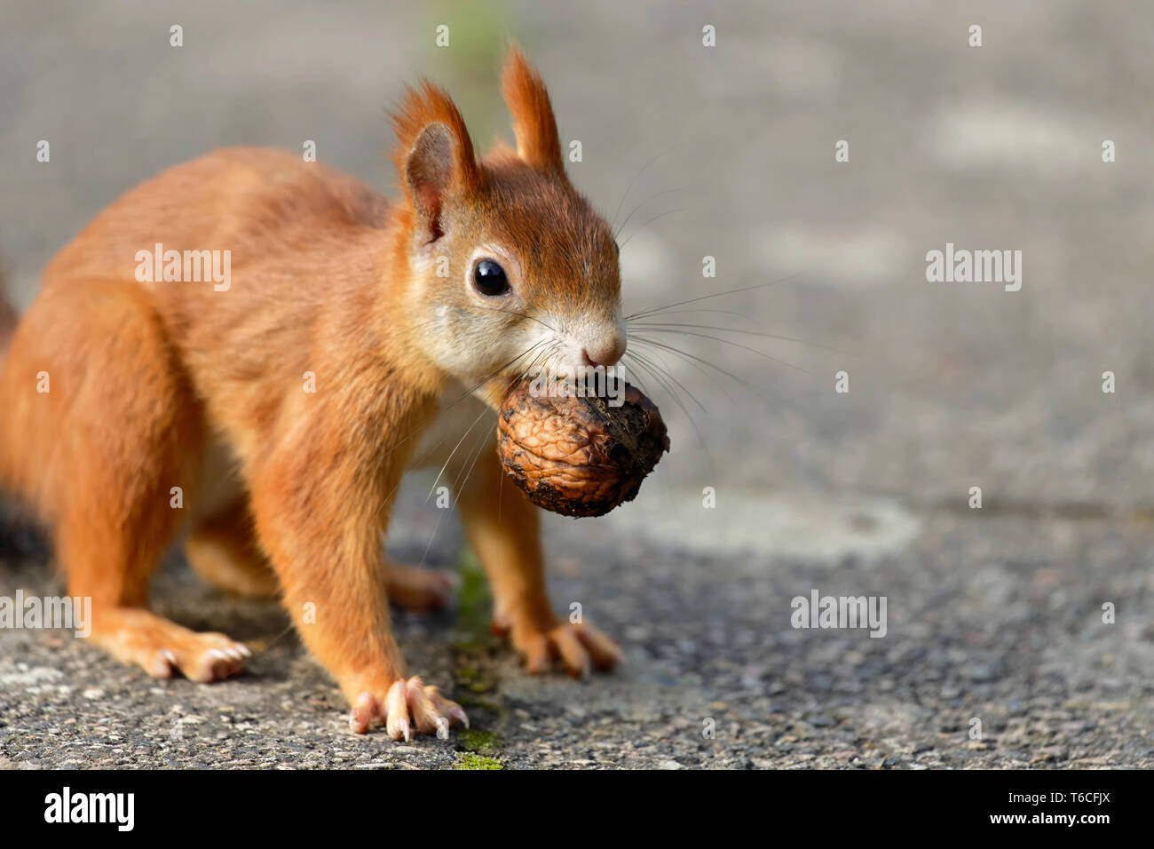 Eichhörnchen mit einer Nuss Stockfoto