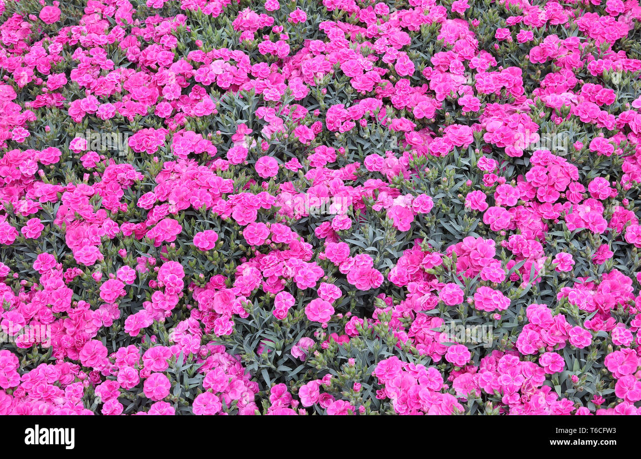 Dianthus kahori -Fotos und -Bildmaterial in hoher Auflösung – Alamy
