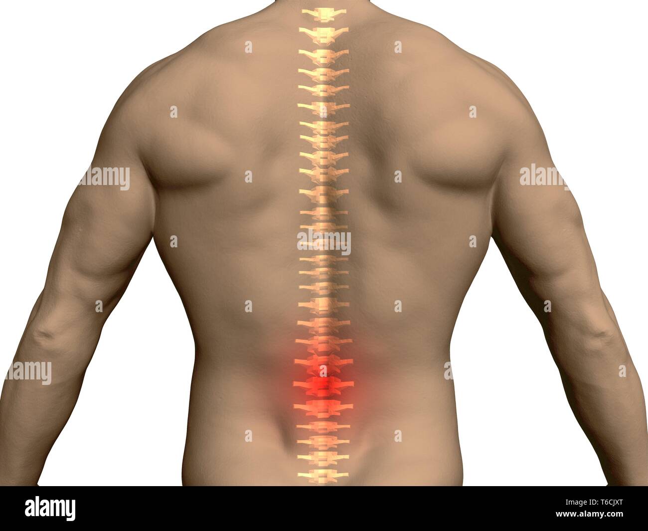 Zurück von einem Mann mit einer transluzenten Wirbelsäule und einen roten Bereich im Lendenbereich. 3D. Vector Illustration. Stock Vektor