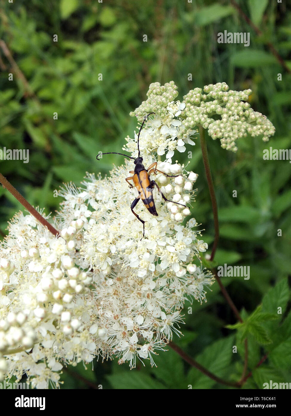 Ein Longhorn Beetle Fütterung auf die Blumen einer Holunder Bush Stockfoto