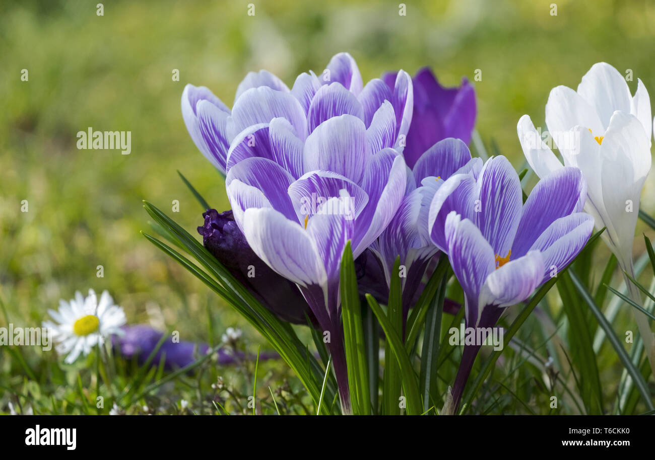 Crocus Vernus, Frühling Krokus Stockfoto
