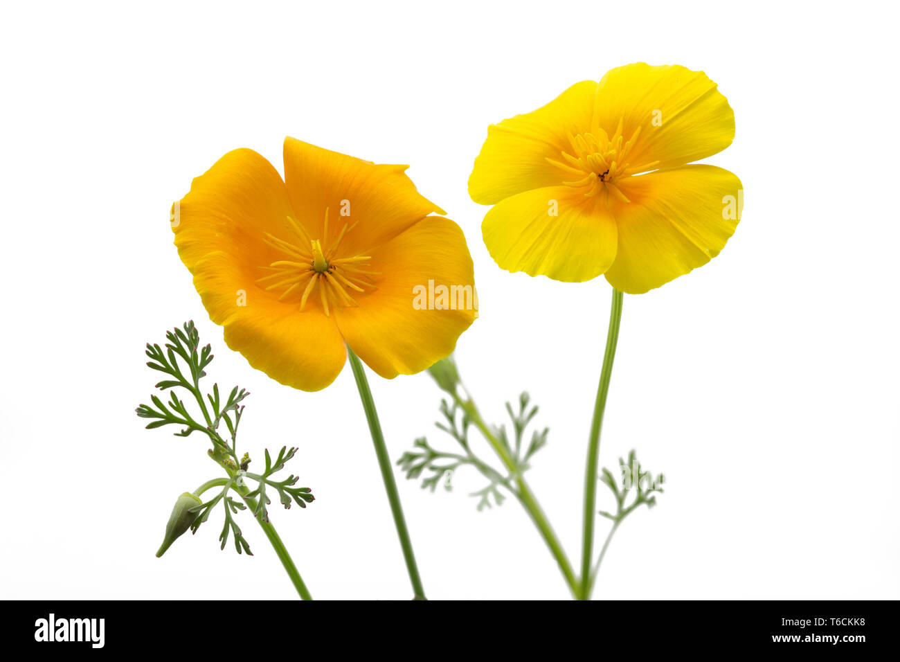 California Poppy, Eschscholzia californica Stockfoto