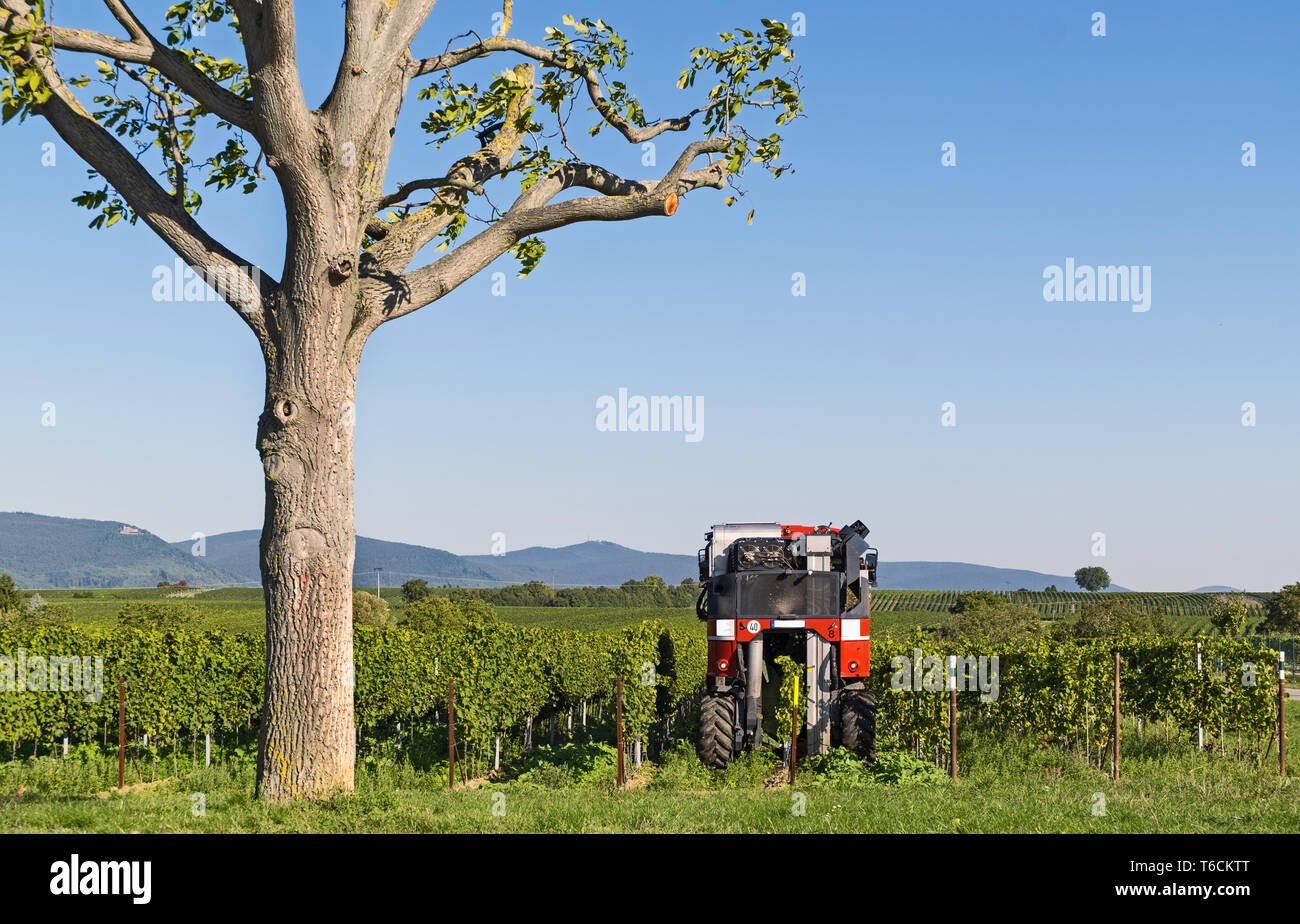 Weinlese mit einer Erntemaschine Stockfoto