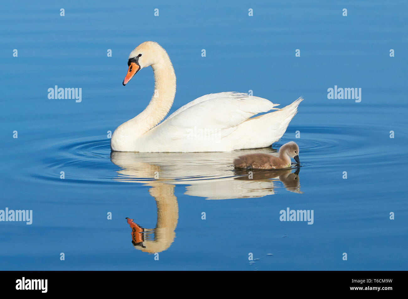 Schwäne auf einem See im Müritz Nationalpark im Sommer Stockfoto