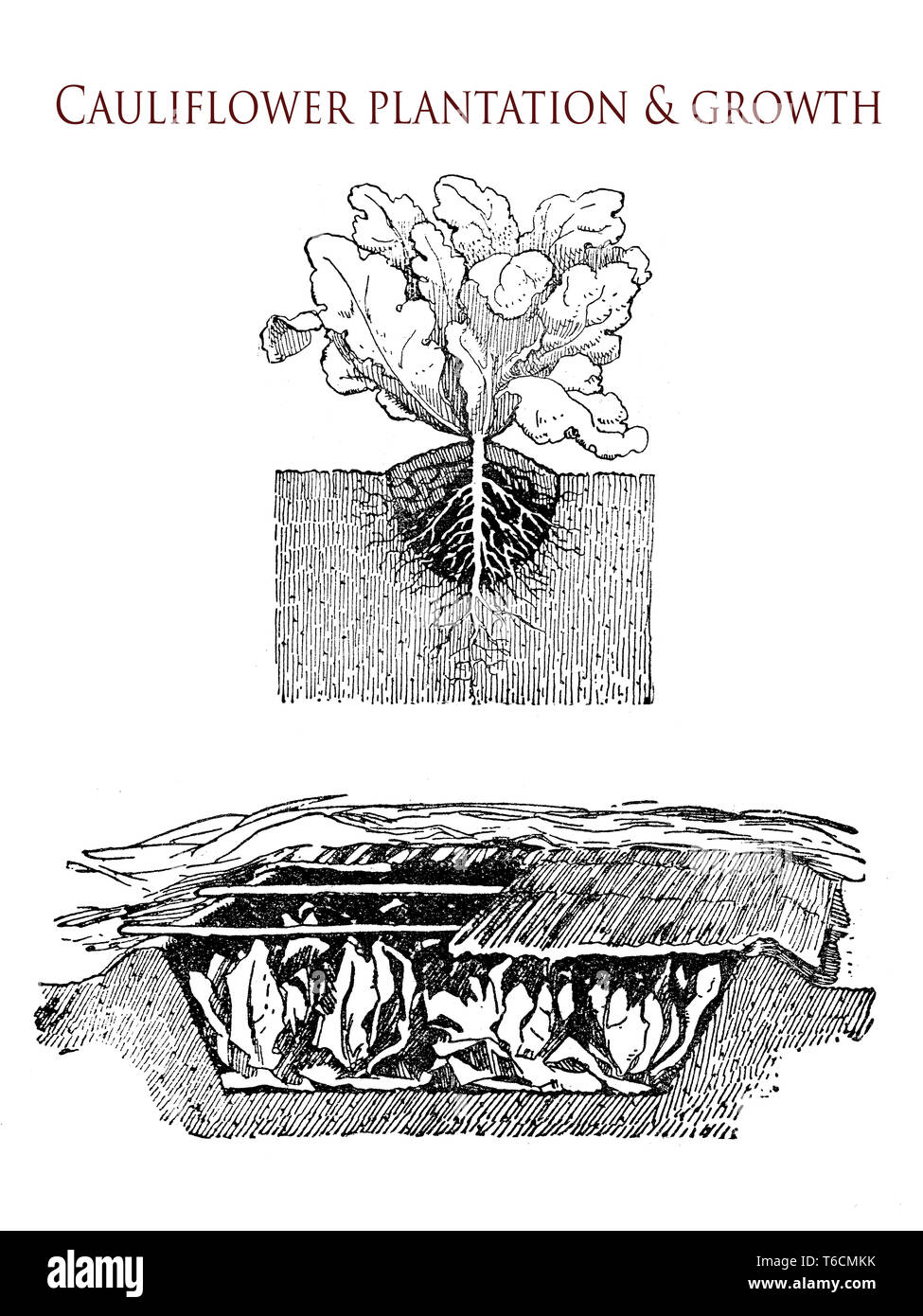 Blumenkohl Anbau: wie Pflanzen die Pflanzen in ein Loch im Boden, um das Wachstum der Blumen zu machen Stockfoto