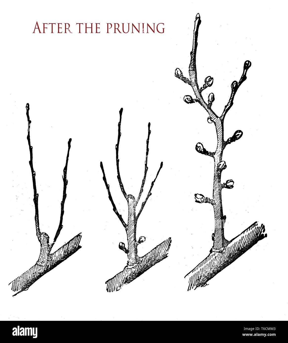 Landwirtschaftliche Abbildung: die allmähliche Zunahme der Äste und Triebe nach dem Beschneiden Stockfoto