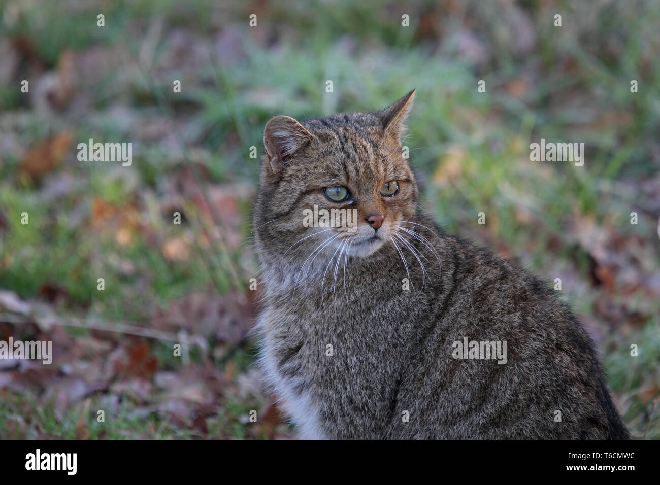 Europäische Wildkatze, Felis silvestris, Süd Deutschland Stockfoto