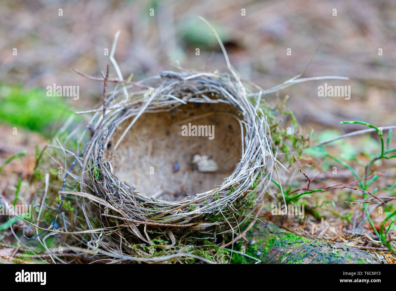Ist leer Vogel verlassenen Nest auf dem Boden liegt Stockfoto