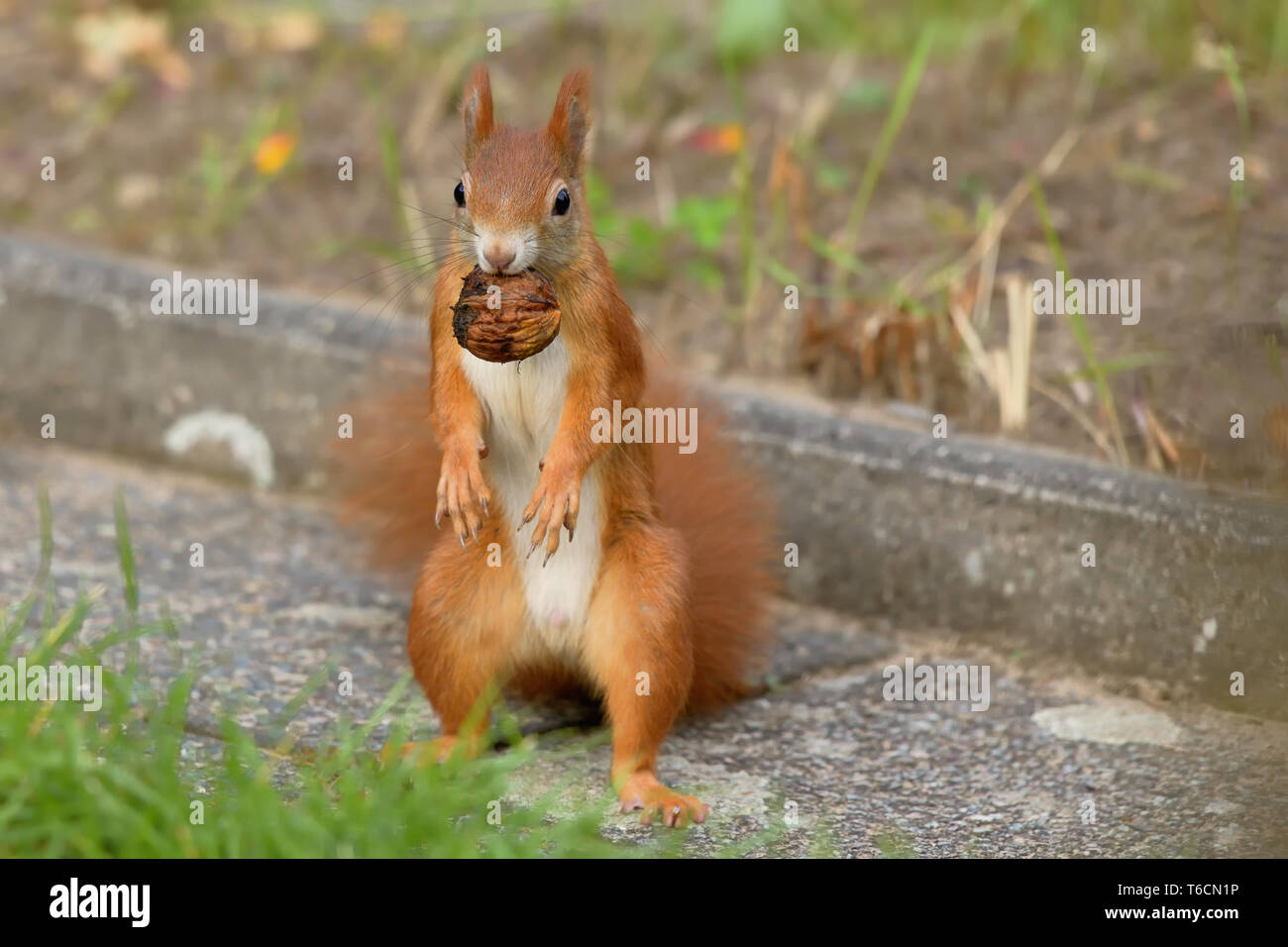 Eichhörnchen mit Walnuss Stockfoto