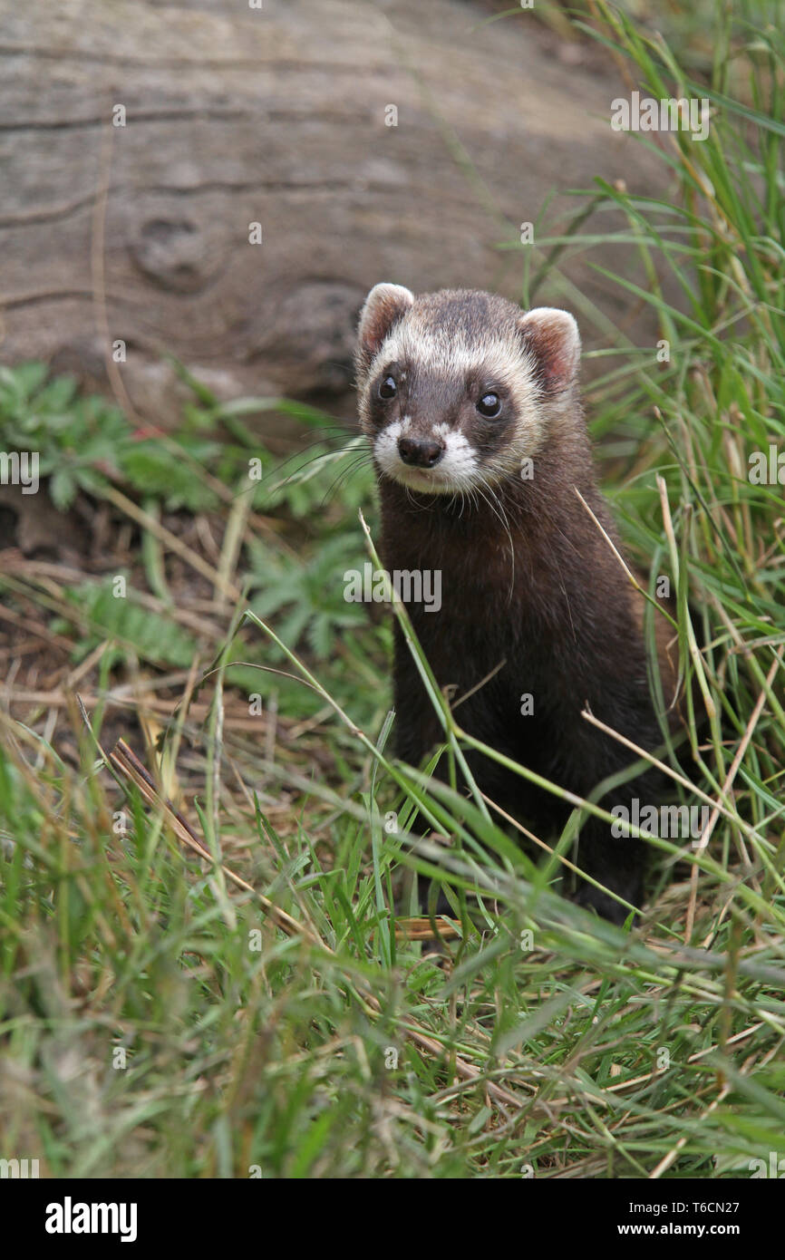 Europäische schwarze Iltis [Mustela putorius] Stockfoto