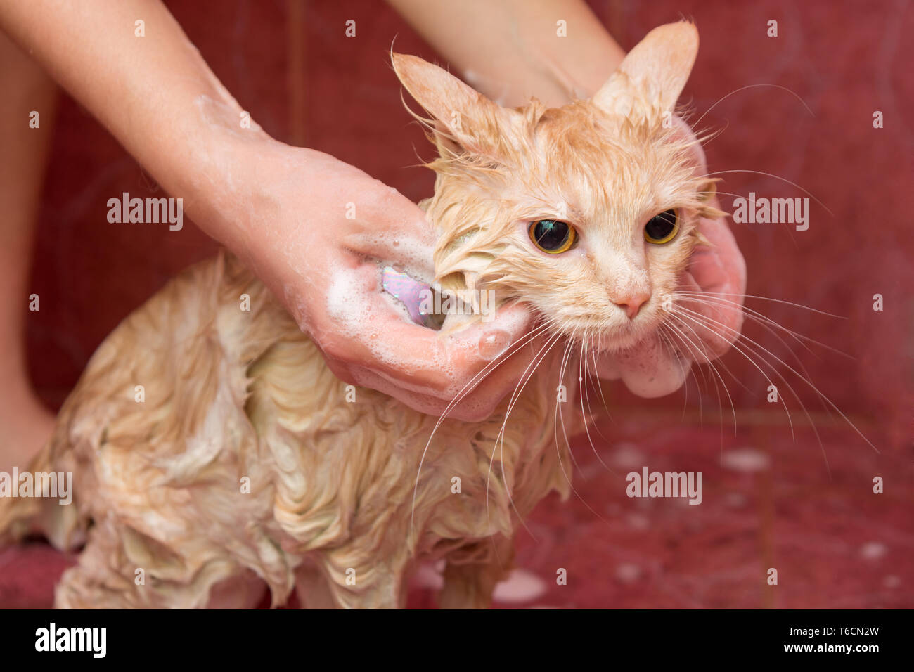Weibliche Hände Seife Shampoo home cat Stockfoto