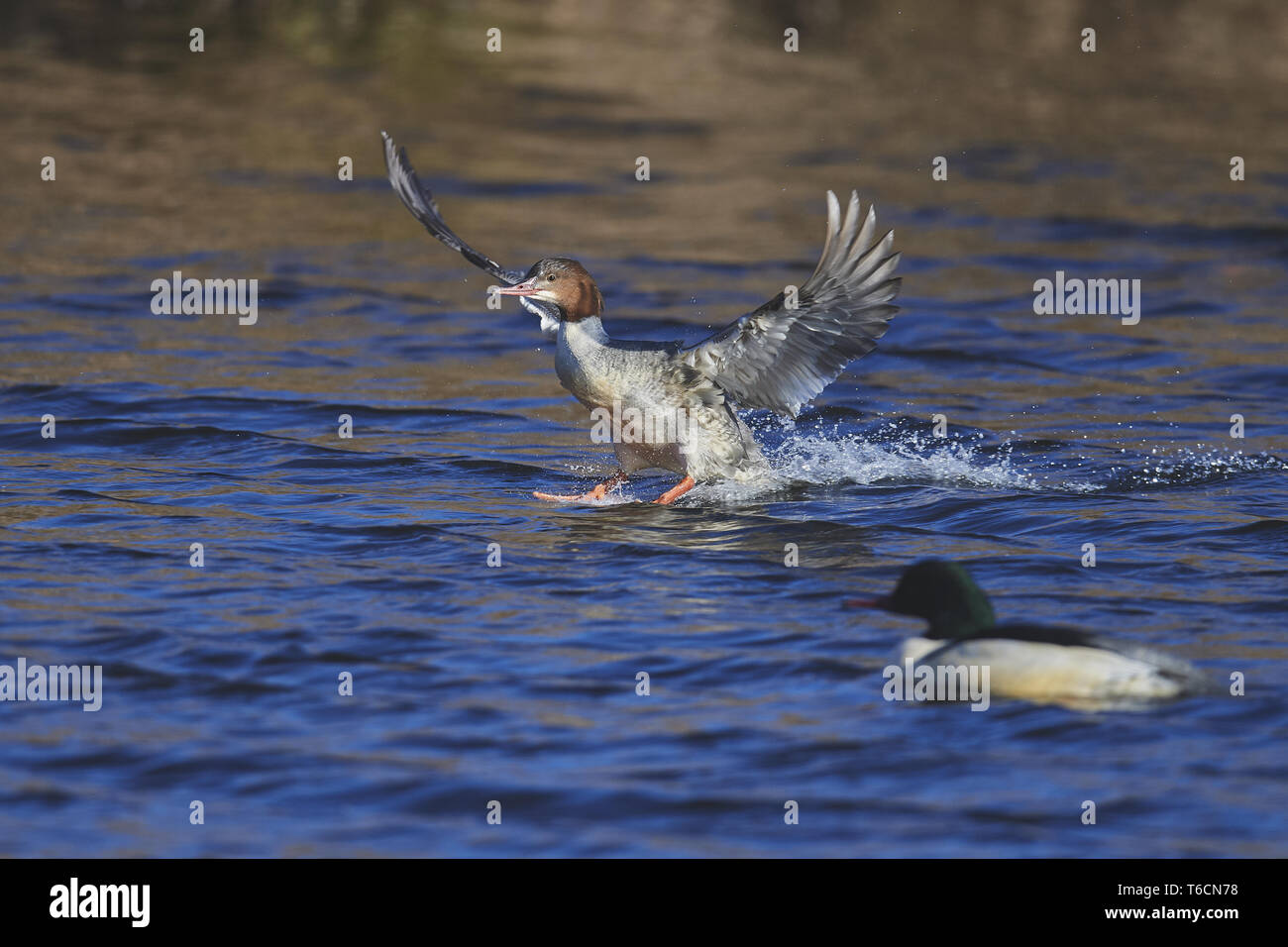 Gänsesäger, Mergus merganse Stockfoto