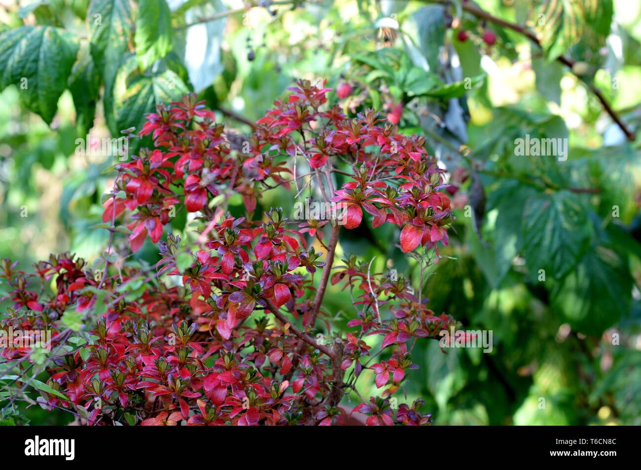 Rote Blätter im Herbst des Azalea Stockfoto